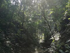 -西双版纳原始森林公园