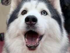 -和它·交个朋友·狗咖猫咖(爱琴海店)