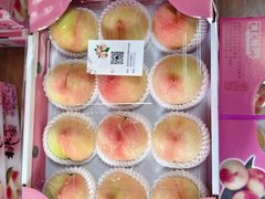 -南汇新场正宗水蜜桃采摘