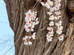 -桃花堤公园