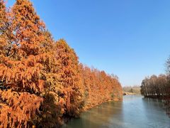 -上海海湾国家森林公园