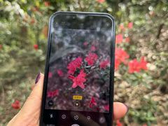 -上海佘山国家森林公园天马山园