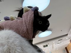 -美联众合动物医院·24h京西诊疗中心