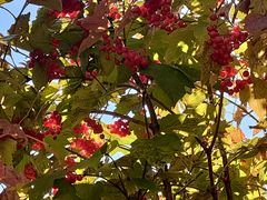 -黑龙江省森林植物园