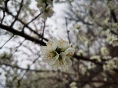 -桃花堤公园