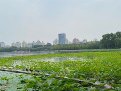 -莲花池公园