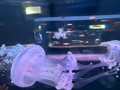 -欢乐海岸海洋奇梦馆