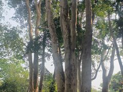 -中国科学院西双版纳热带植物园