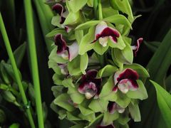 -三圣花乡旅游区