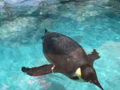 -帝企鹅自助餐厅•儿童岛•真企鹅(长隆企鹅酒店)