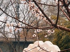 -莲花池公园