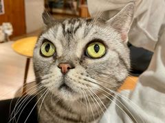 -有猫主题·治愈系猫咖(曾厝垵店)