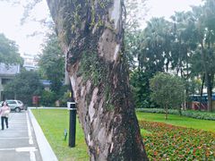 -广州中山纪念堂