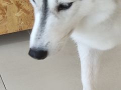 -怪兽屋·羊驼·猫咖·狗咖(俊华广场店)