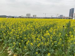 -光明小镇欢乐田园