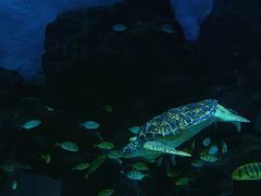 -苏州海洋馆