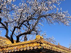 -故宫博物院(故宫)
