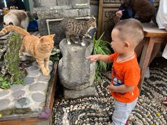 -喵屿·大理花园猫咖