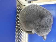 -芭比堂宠物医院·全科爱猫医院·仁德分院