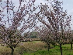 -桤木河湿地公园