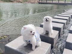 -都江堰石锅鱼