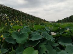 -润记农家菜