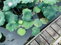 -龙头寺公园