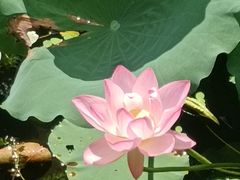 -荔湾湖公园