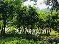 -龙头寺公园