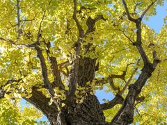 -千年银杏谷文化旅游区