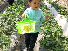 -田趣农庄草莓采摘园