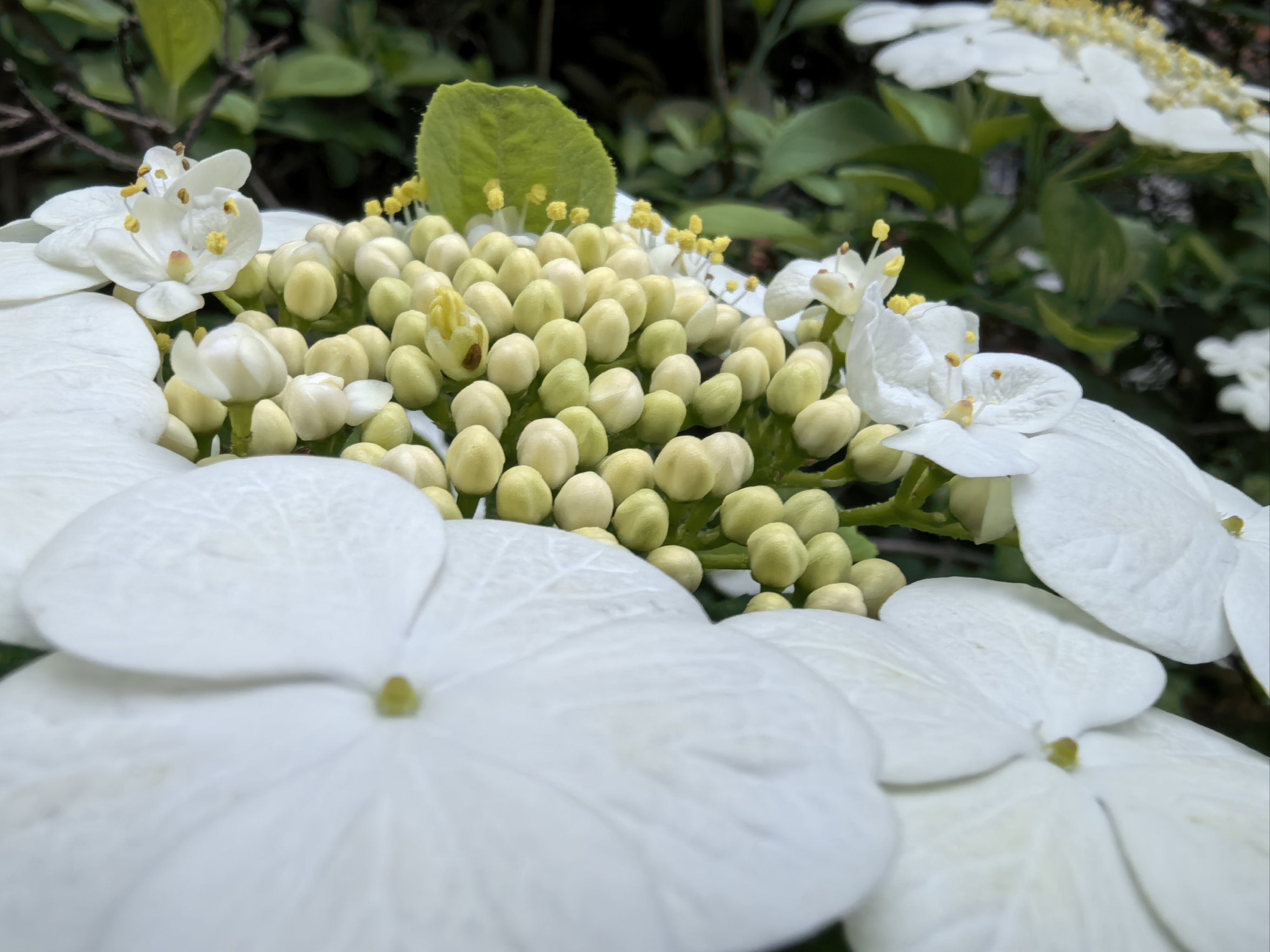 扬州市花琼花照片图片