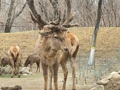 -北京野生动物园