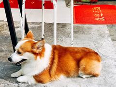 -小梁哥云吞面(黄贝岭店)
