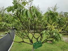 -广西壮族自治区药用植物园
