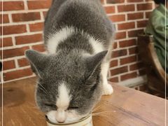 -猫小院猫主题餐厅(南锣旗舰店)
