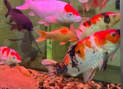 -雕哥的纹身店A3 TATTOO&纹身培训