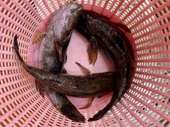 -农厨好味·温泉鹅·农家菜