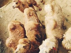 -泉州海丝野生动物世界