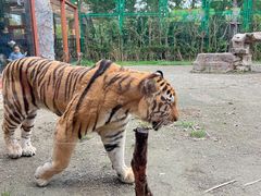 -上海野生动物园老虎餐厅