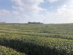 -雪绿茶博物馆