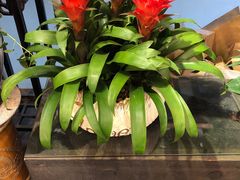 -双季花艺园艺市场(浦东店)