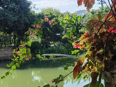 -小洲村