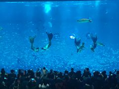 -上海海昌海洋公园