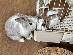 -楼上猫咖(罗湖店)