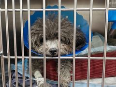 -伟伟宠物医院·CT影像中心·瑞派犬猫综合性门诊(汉口总院)