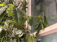 -大树餐厅(红旗街万达店)