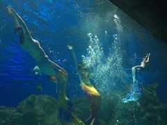 -芜湖新华联大白鲸海洋公园