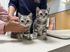 -瑞派长江宠物医院·猫科·外科·24小时夜护(谊城公寓分院)
