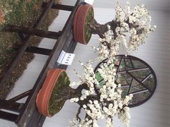 iphone_upload_pic-香雪海